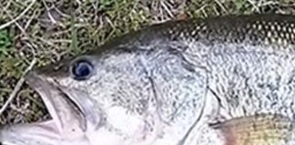 2017年4月15日 瀬田川釣果 57cm 写真