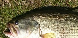 瀬田川デカバス 4月釣果 写真