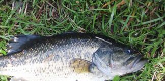 瀬田川おかっぱり釣果42cm 写真