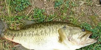 瀬田川おかっぱり釣果 61cm 写真