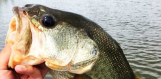 お客様からの釣果 2017年6月7日 写真