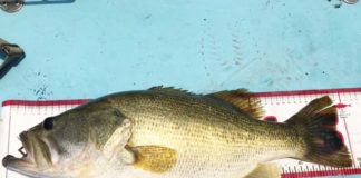 お客様からの釣果 大阪の佐々木様~ジグで54cm 写真