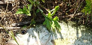 お客様からの釣果提供 琵琶湖おかっぱりで２８cm 写真