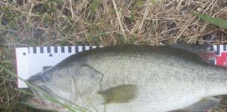 瀬田川のブラックバス写真