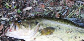 お客様からの釣果：上杉様~野池おかっぱり 釣果写真