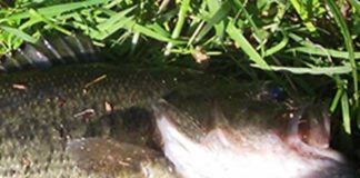 瀬田川のブラックバス写真