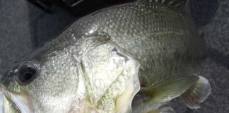 琵琶湖釣果 6月25日釣果写真