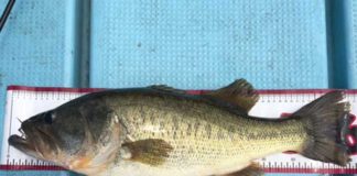 琵琶湖トップ釣果写真