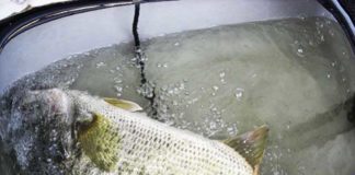 琵琶湖 夏７月の釣り方 写真