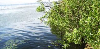 琵琶湖 支那 おかっぱり ポイント紹介写真