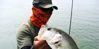 琵琶湖 夏７月 ガイド日記 写真