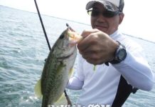 琵琶湖 ６月７月トップのガヴァチョフロッグ 釣りガイドブログ写真