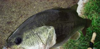 瀬田川 パンチング釣果 写真