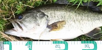 2017年7月5日 瀬田川おかっぱり釣果写真