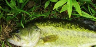 2017年7月30日 瀬田川バス釣果 写真