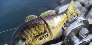 滋賀県瀬田川ビックベイト釣果写真