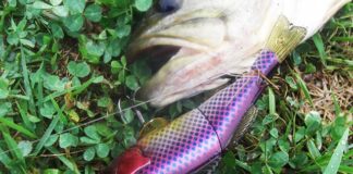 瀬田川ビックベイト釣果写真