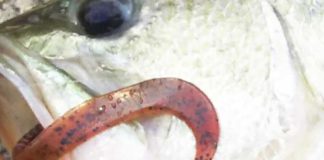 琵琶湖 矢橋帰帆島 おかっぱり 釣果写真