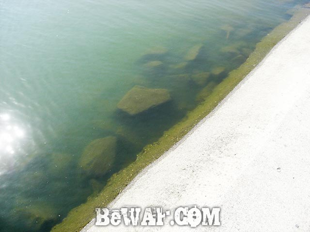 琵琶湖 内湖 おかっぱり 写真