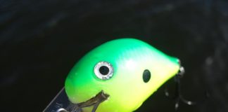 伊庭内湖 滋賀県 ハードベイト釣り方 写真