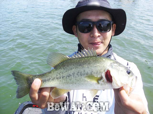 琵琶湖 O.S.P クランクベイト 釣果 ガイド 写真