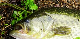 野洲川釣果 ブラックバス 写真