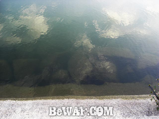琵琶湖 内湖 おかっぱり釣果 写真