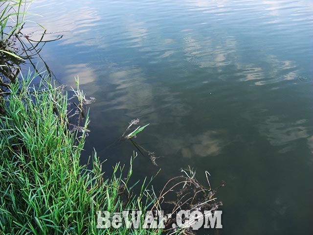 琵琶湖 内湖 おかっぱり釣果 写真