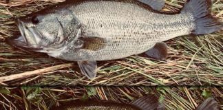 瀬田川 秋の釣り 釣果写真