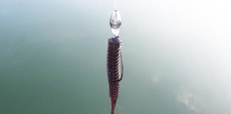 琵琶湖 内湖 おかっぱり釣果 写真