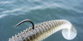 琵琶湖 秋の巻物 釣果 写真