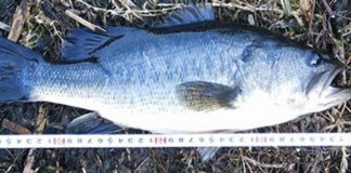 琵琶湖 上杉様 スピナーベイト釣果 写真