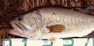 瀬田川ジグ釣果 写真