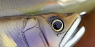 冬の琵琶湖 釣行日記2018 写真