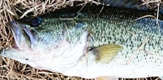 瀬田川バス釣果 2018 写真