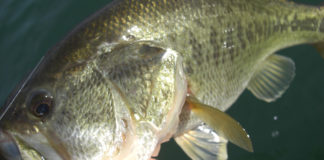 琵琶湖釣行 船外機メンテナンス 写真