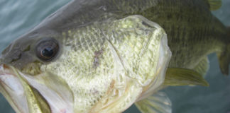 琵琶湖へ 春の釣行日記 写真