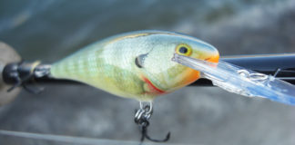 瀬田川 早春中流 写真