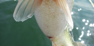 琵琶湖 ガイドプラクティス 3月春 調査 写真