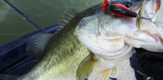 琵琶湖釣行 2018年 初バス写真