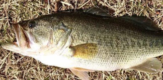 瀬田川釣果 2018年 50アップ写真