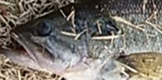 六文銭日記 釣果 2018 45cm 写真