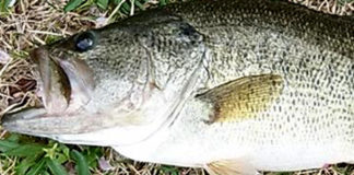 瀬田川釣果 2018 写真