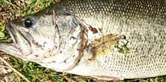 瀬田川バス おかっぱり釣果写真