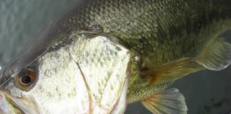 琵琶湖 釣行 4月18日 写真