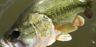 西の湖 チャプタープラクティス 写真