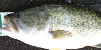 里様~琵琶湖おかっぱり53cm釣果写真