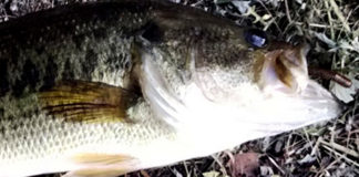 上杉様 瀬田川おかっぱり 釣果写真