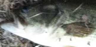 上杉様 三瀬谷ダムおかっぱり 写真