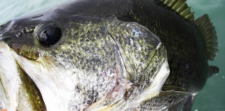 2018年 5月6日 釣果 琵琶湖 詳細写真